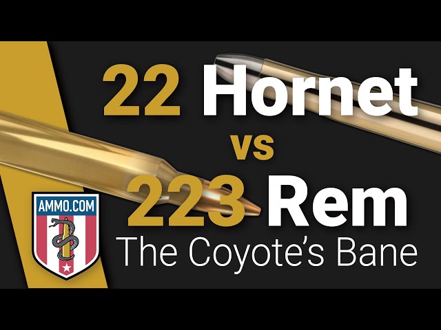 22 Hornet vs 223: Coyotes Beware!