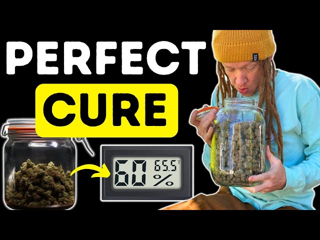 How to Cure Weed for Best Flavor & Maximum Potency