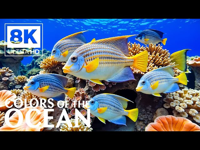 Tranquil Aquarium 8K (VIDEO ULTRA HD) - Peaceful Sea Life - Soothing Ambient Sounds