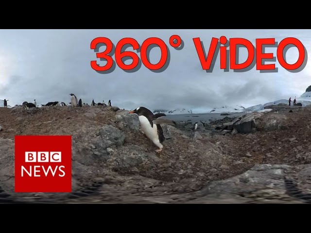 Antarctic Penguins  (360 video) - BBC News