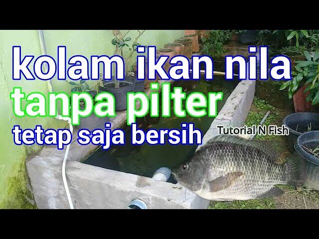 kolam ikan nila tanpa kuras hanya mengandalkan air hujan