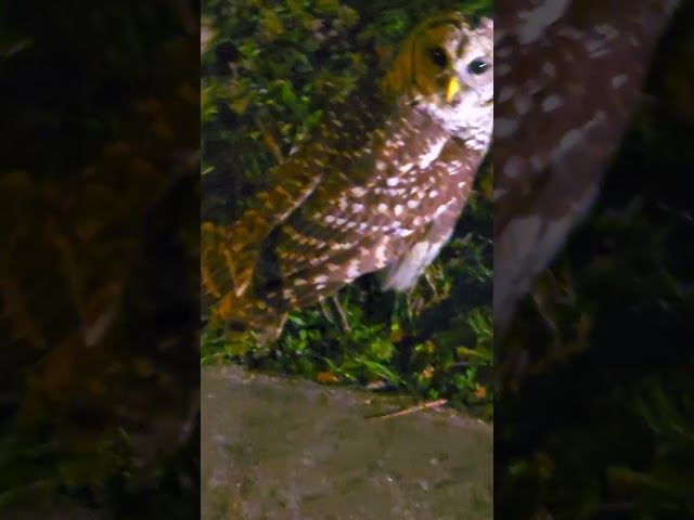 Owl injured in Lake Bernadette