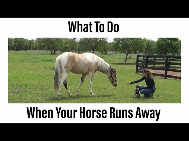 What To Do When Your Horse Runs Away