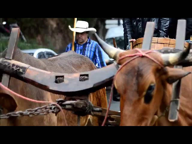 Marcelo Nanah - Terra Bonita