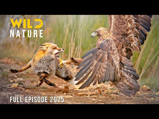 WILD BIG BEND | Struggles for Survival in the Desert’s Harsh Embrace | Animal documentary