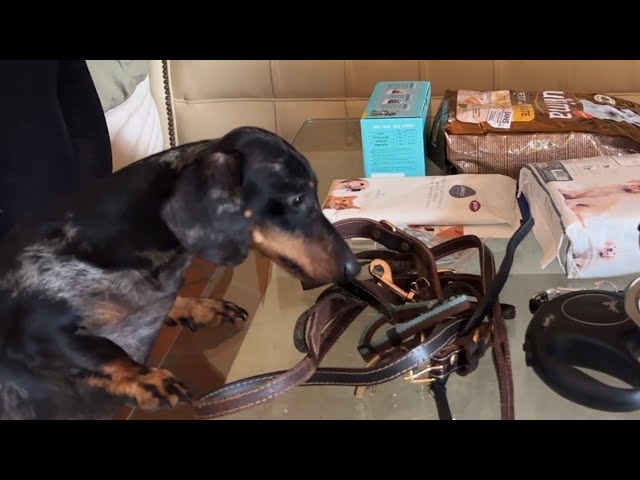 MINI DACHSHUND PREPARES AND PACKS HIS STUFF FOR THE MOVE 📦