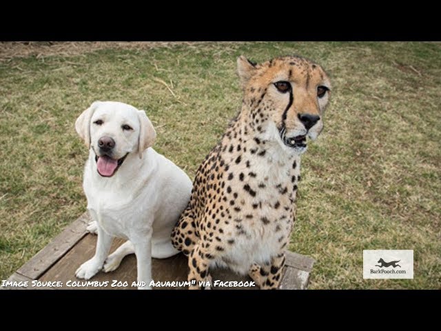 Zoos Are Using Service Dogs To Help  Cheetahs With Emotional Support