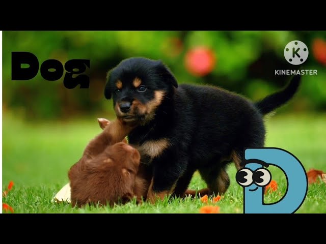 Alphabet A to Z|Alphabet zoo|Learn Alphabet with their animals name |Animals Alphabet for kids