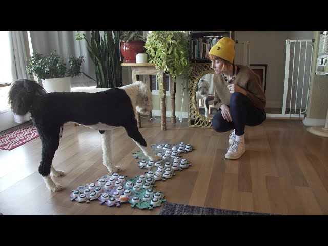 Learning to speak: A dog communicates with buttons