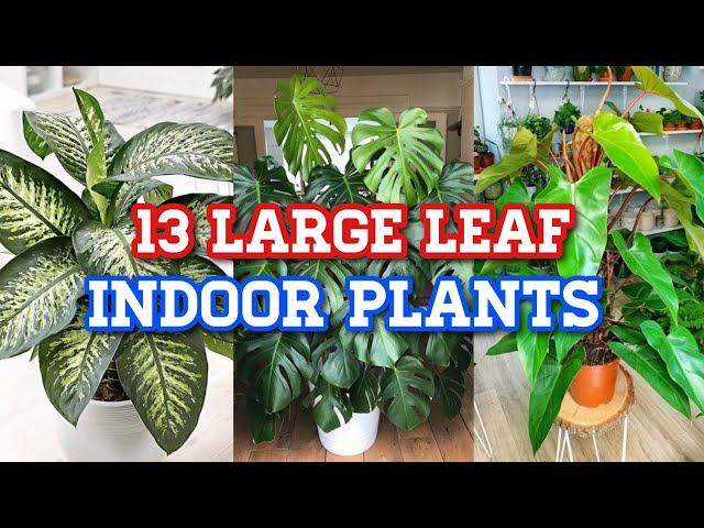 13 Indoor Stylish Plants with Big Leaves | Big Leaf Indoor Plants | That Garden Girl