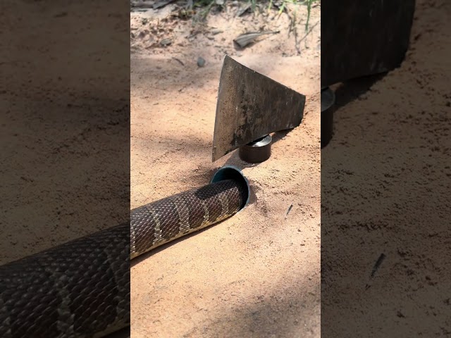 AMAZING SNAKE CRAWL #cobra#nature #animals #funny #shorts #short #shortvideo #cat #dog #2024