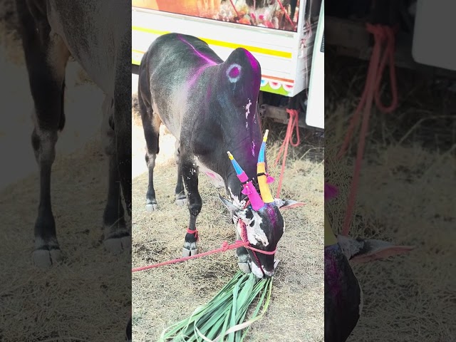 निसर्ग गार्डन कात्रज पुणे यांचा वजीर छत्रपती केसरी सासवड मैदानात गट पास सेमि साठी सज्ज