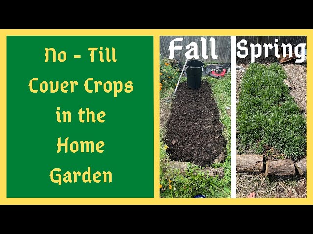 Fall Planting Cover Crops In The Home Garden - No Till Method - Feeding The Life In The Soil