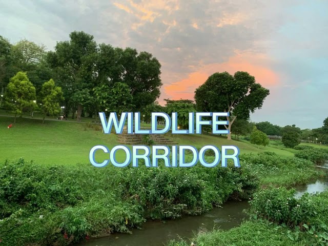 This RIVER in Singapore has a lot of grass, plants and trees! WHY?