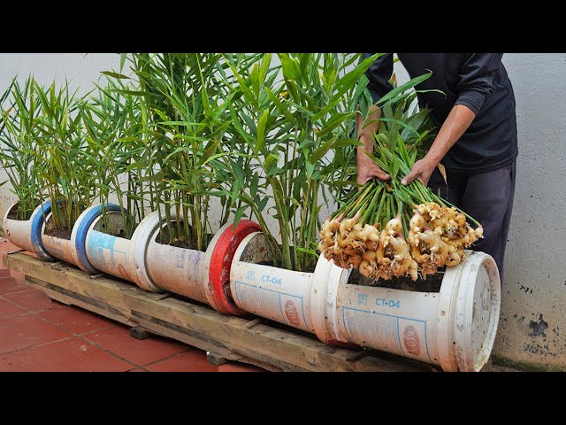 Growing Ginger at Home: The Secret to Helping Your Family NEVER Run Out of Ginger!