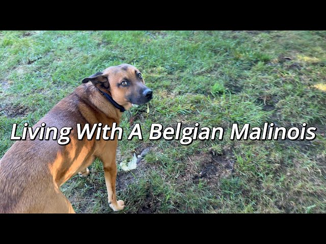 Are Belgian Malinois’ Easy To Take Care Of?