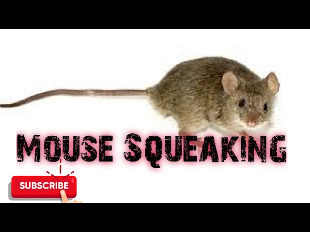 Predator Hunting Call - Mouse Squeaking - 15 Mins - Free Download