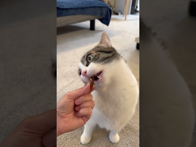 Delicious cat treat