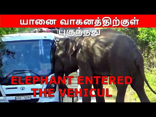 Elephant entered the vehicul யானை வாகனத்திற்குள் புகுந்தது