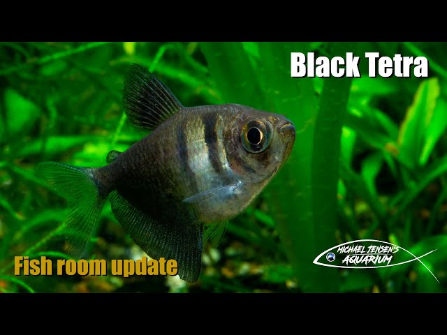 Black Tetra, Black Widow, Black Skirt Tetra