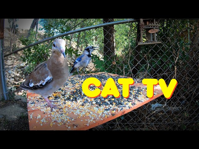 🐦 Bird Videos for Cats to Watch - ⭐ The Best Cat TV - 🦋 Relaxing Nature Sounds for Pets 🌿 - HD 🐱