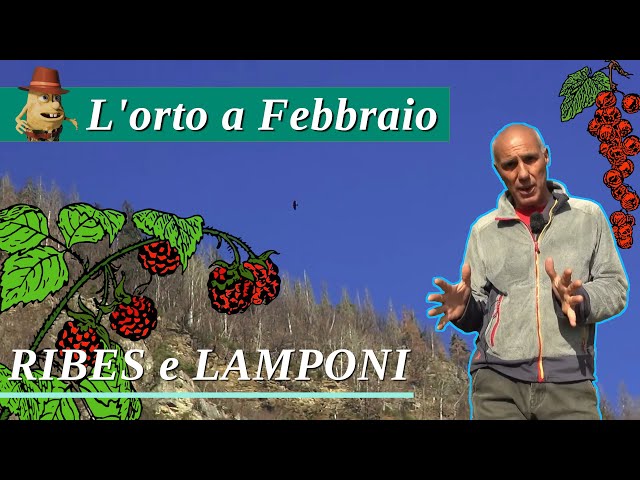 L'orto a Febbraio: Ribes e Lamponi