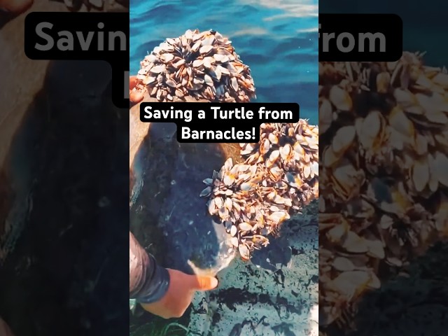 Saving a Turtle from Barnacles! 😮 #oceanrescue #turtle