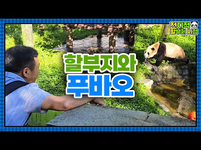 (SUB) Zookeeper Kang Bao Visiting China To Meet Fubao🐼│Panda World