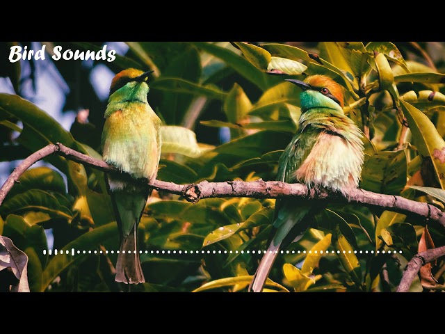 Bird Sounds   Morning Birds for Relaxation, Meditation, Yoga , Naturescapes, Forest Ambience and Spa