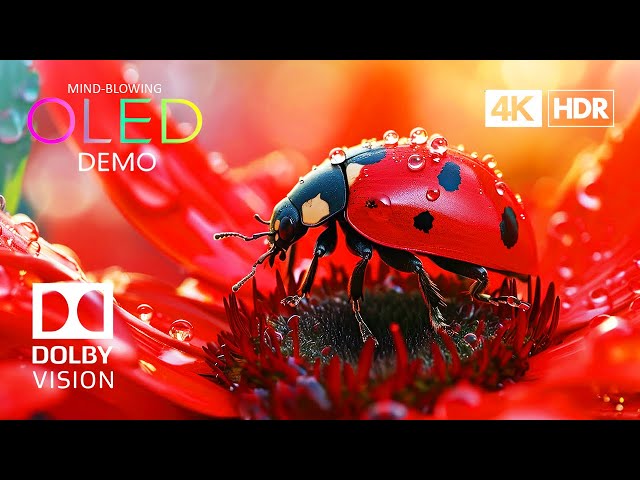 MIND-BLOWING 4K HDR 60 FPS Dolby Vision (4K Video)