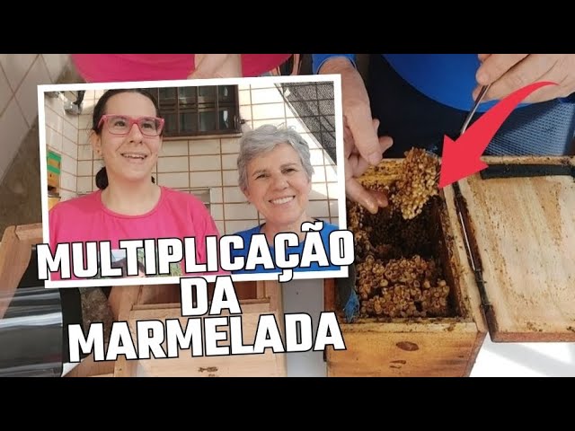 Colheita do pólen e multiplicação da abelha marmelada da caixa didática