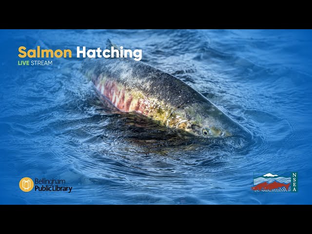 Salmon Hatching at the Bellingham Public Library