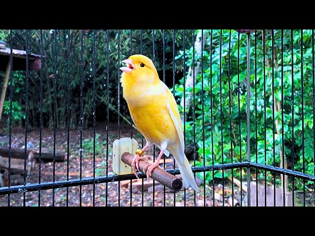 Canary Singing Video - The Best Canary Training Song