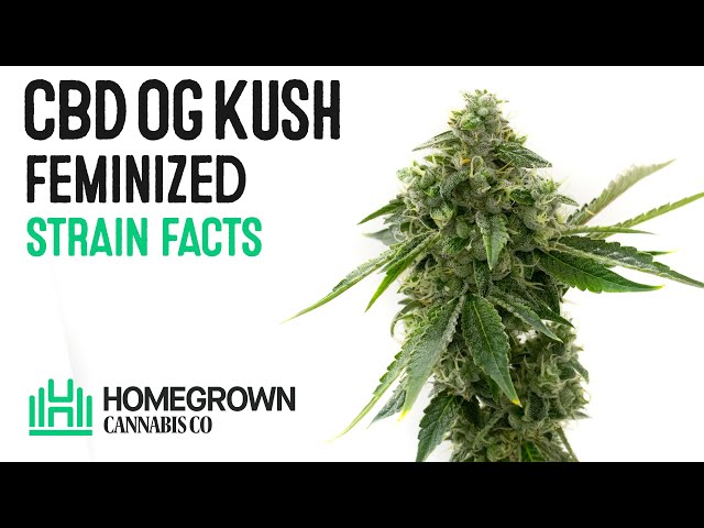 CBD OG Kush Feminized Strain Facts and Seed Grow Info