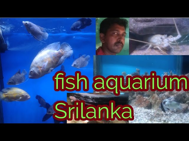 Best aquarium at Srilanka #travel #aquarium #fish #fishing #srilanka #vlog #video #tamil #trending