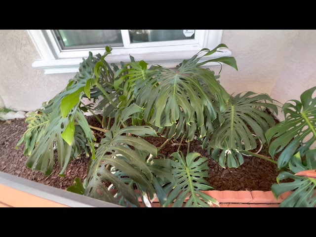 Grow Monstera Deliciosa Outdoors