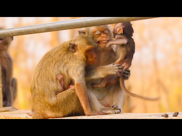 New Mom Monkey Tries to Find a Resting Place for Her Baby