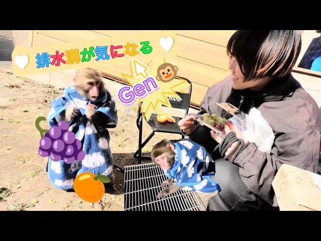 Gen🐵, who is worried about the drain, grapes🍇 and oranges🍊　Monkey show🐵💝Nisukekikaku