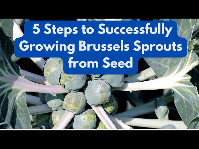 5 Steps to Successfully Growing Brussels Sprouts from Seed