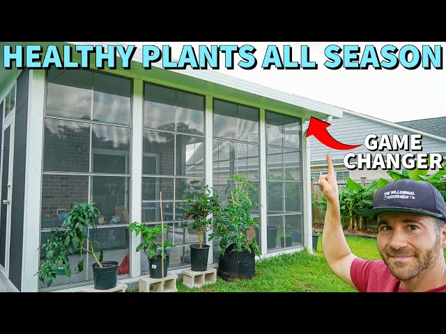 This New Way Of Growing Veggies Changes EVERYTHING! Pests, Diseases Are GONE!