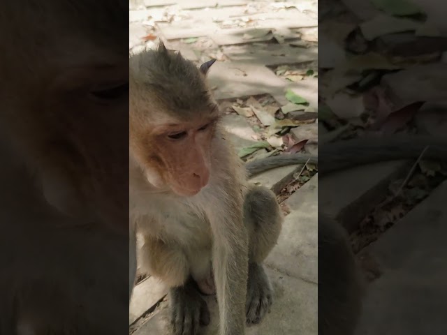 Monkeys like friend and me Hungry to drink water #happiness#monkey #love #animals #nature #cute