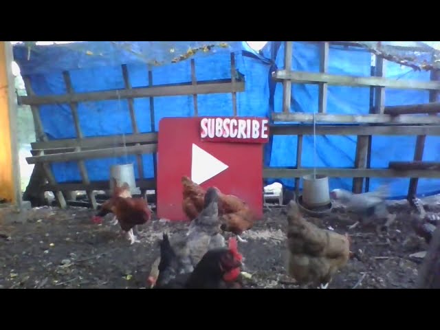 Relaxing Chicken Coop - Rooster Crowing - 2 Hours Real Time - No Loop