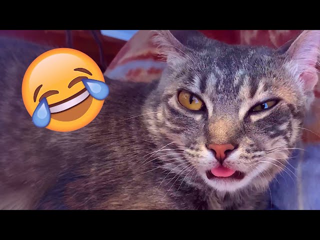 Funniest Cats And Dogs Videos 🤣🐶 - Best Of The 2025 Funny Animal Videos | Cats And Dogs Videos