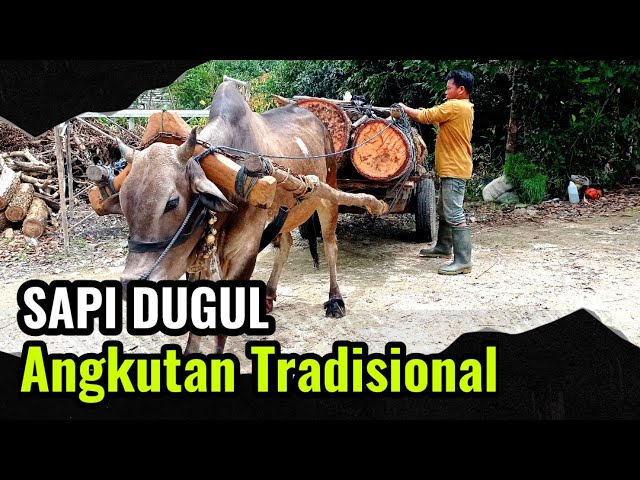 Mulai Langka.... Sapi Dugul mengangkut kayu gelondongan di Kalsel