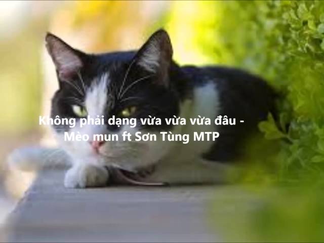 Mèo Mun hát không phải dạng vừa đâu