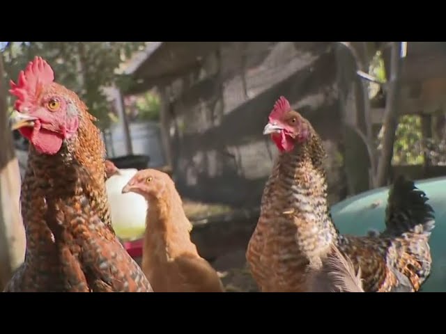 Soaring egg prices drive South Floridians to backyard chicken farming