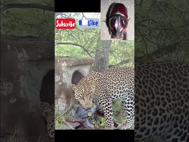 YouTube Shorts Videos #animals #funny #sonulivemedias #youtubevideos #ytshorts #tiger