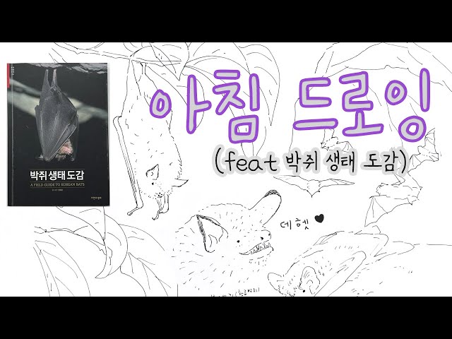 정배속 드로잉 13 - 아침 드로잉(feat 박쥐 생태  도감)