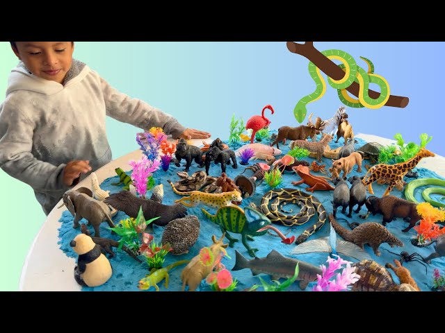 Jeremy Huge Toy Collection Reveal! Snakes, Scorpions , and more