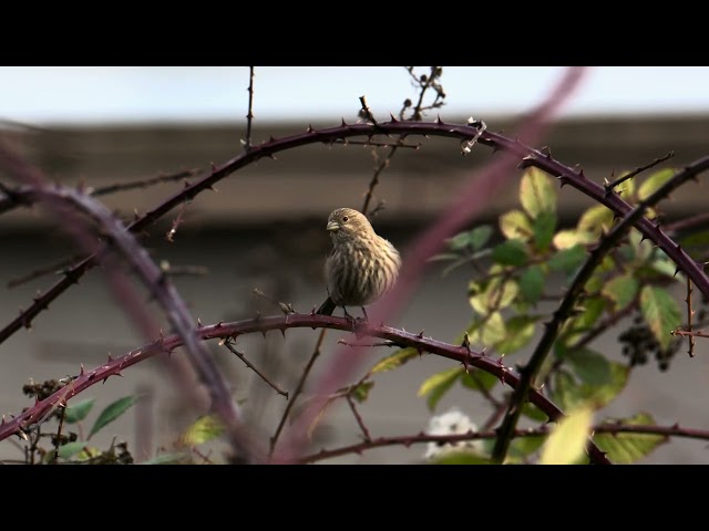 Color-graded N-Log video of a bird